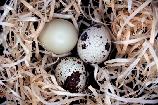 Quail eggs in an artificial nest