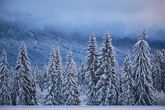 Fir trees forest covered with snow during winter