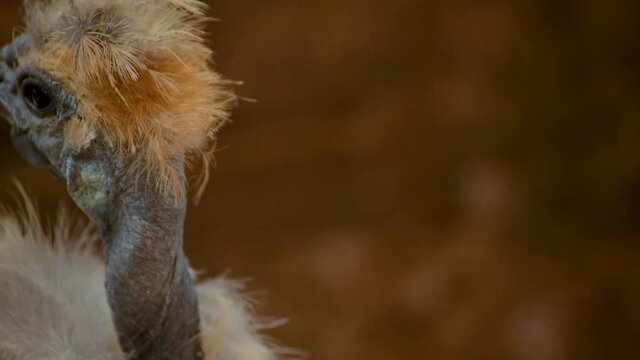 gallinas en el corral 46