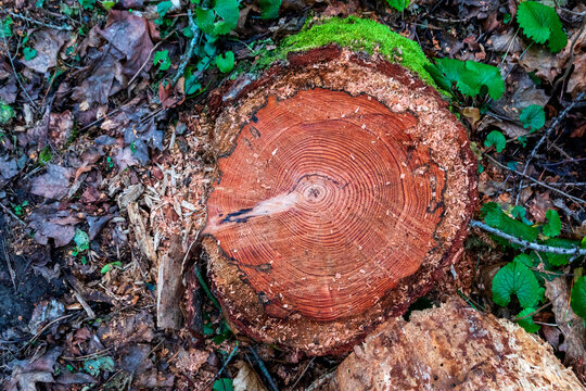 Germany, Bavaria, Franconia, Steinberg, Bismarckwald, Freshly cut dead tree in forest