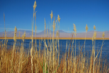 atacama lake Nature Summer photography  © Kamila