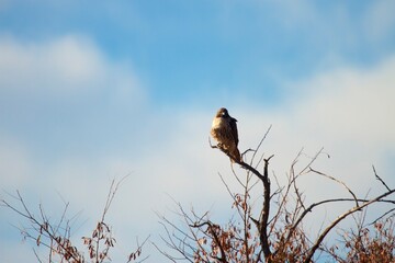 juvenile bald eagle in a tree
