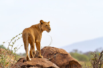 Lion lioness 