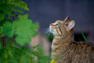 young cat looking up 