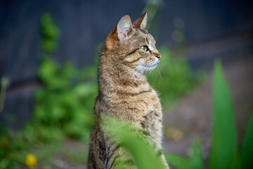 surpaized young cat waiting