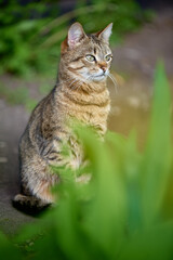 surpaized young cat waiting