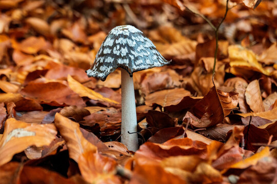 Germany, Bavaria, Wurzburg, Magpie fungus (Coprinopsis picacea) growing amid fallen autumn leaves