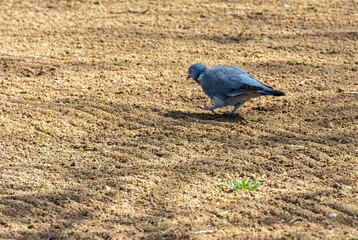 Obraz premium Gray pigeon feeding in sand