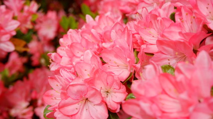 商用で使える可愛い花の写真