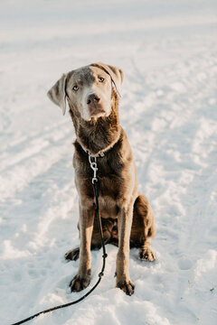 Portrait of brown Labrador Retriever sitting on snow