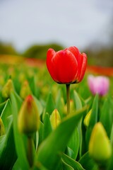 Fototapeta premium Beautiful, colorful and fragrant tulips - soft focus