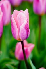  Beautiful, colorful and fragrant tulips -  soft focus