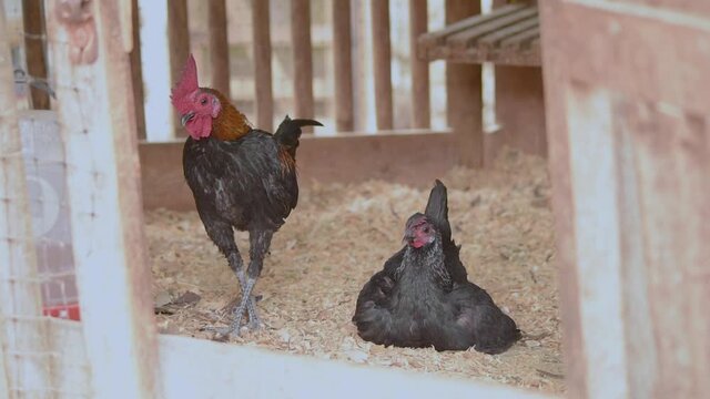 gallinas en el corral 40