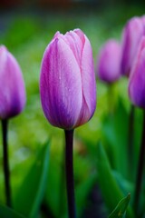  Beautiful, colorful and fragrant tulips -  soft focus