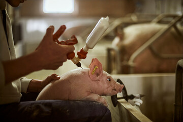 Teenage boy vaccinating piglet with syringe at pigpen