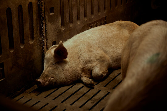 Pigs sleeping in pen
