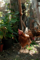Chickens in a homemade chicken coop