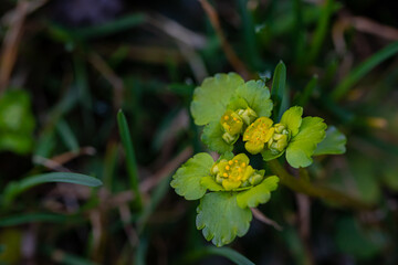 Chrysosplenium alternifolium plant close up shoot	