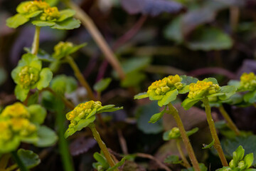 Chrysosplenium alternifolium plant growing in forest	