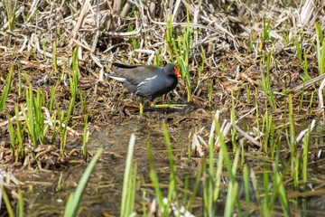 Coot river bird wading in reeds