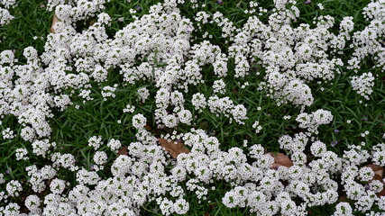 商用で使える白い花の背景写真