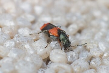 little beetle Anthocomus equestris on the wall