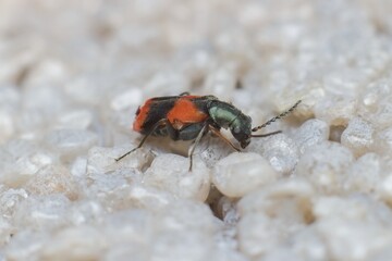 little beetle Anthocomus equestris on the wall