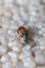 little beetle Anthocomus equestris on the wall
