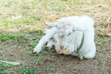 Fototapeta premium Cute goat relaxing in ranch farm in summer day. Domestic goats grazing in pasture and chewing, countryside background. Goat in natural eco farm growing to give milk and cheese.