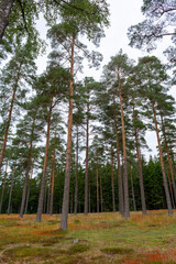 Obraz premium Pine Forrest In Sweden.