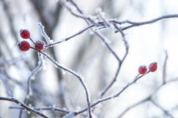 Close up of tree branches with frozen buds in winter