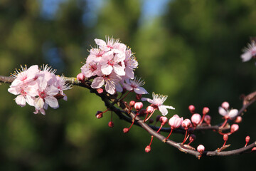 Close up cherry blossoms in full bloom in Spring.