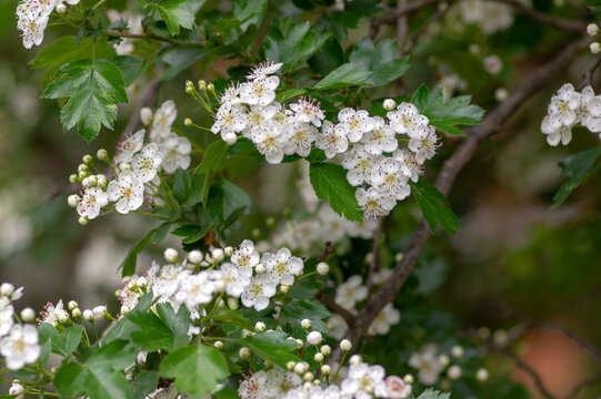 Crataegus laevigata white flowering branches, beautiful wild tree in bloom