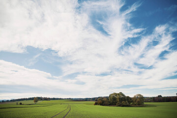 Green crops in agricultural field against sky