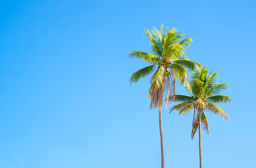 Two palm trees against a blue sky on a sunny day