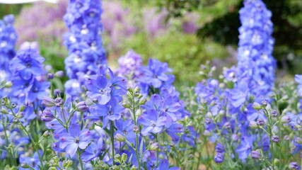 商用で使える花の写真