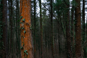 Fototapeta premium Pine trunk affected by red stain