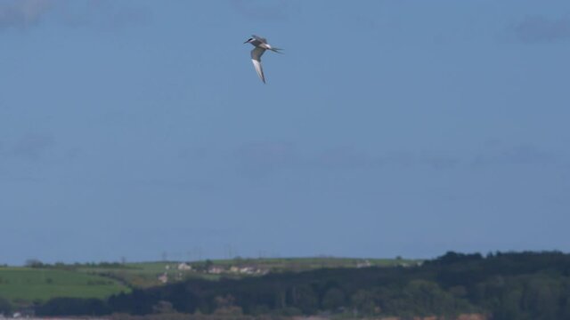 Tern sea bird flying beating wings blue sky super slow motion 150fps