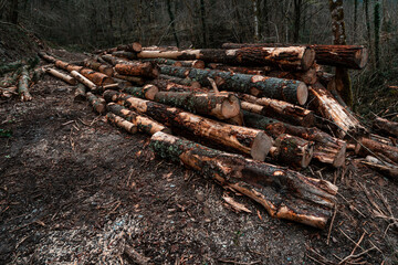 Pine logs stored in a forestry operation