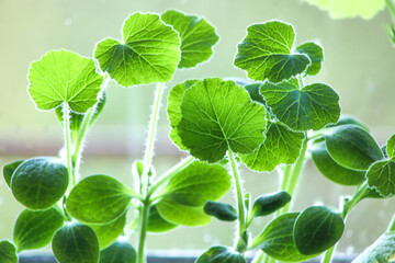 Young vegetable Pattypan squash seedlings in pots on windowsill. Plants sprout seedlings growing indoor in spring.