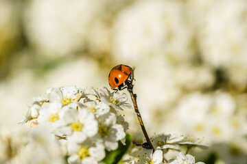 Ladybug - Coccinellidae, on the small snow-white flowers of the plant Lobularia maritima Alissum maritimum. 