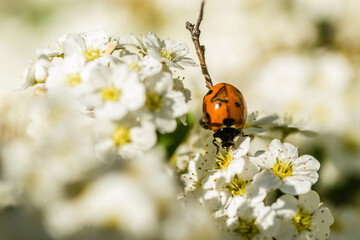 Naklejka premium Ladybug - Coccinellidae, on the small snow-white flowers of the plant Lobularia maritima Alissum maritimum. 