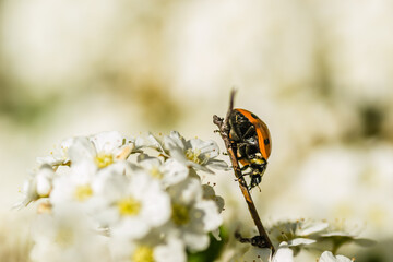 Ladybug - Coccinellidae, on the small snow-white flowers of the plant Lobularia maritima Alissum maritimum. 