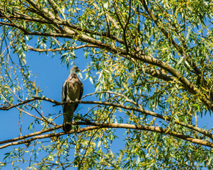 A beautiful photo of the bird Turtledove, located in the canopy of the Willow tree. 