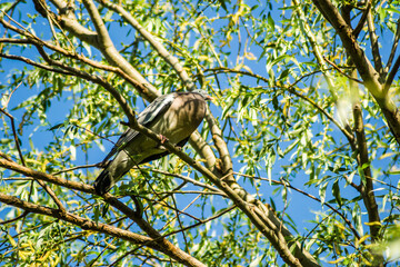 A beautiful photo of the bird Turtledove, located in the canopy of the Willow tree. 