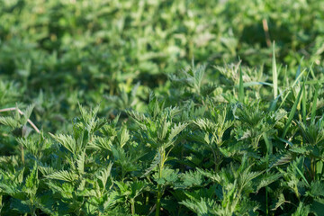 stinging nettle leaves closeup selective focus