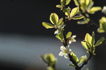 gałązka z białymi kwiatkami na drzewie owocowym © gosia