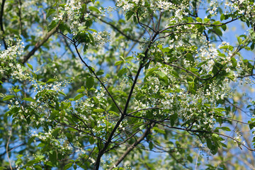 Fototapeta na wymiar Prunus padus, bird cherry, hackberry flowers on branches selective focus