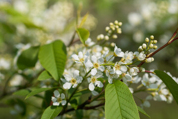 Prunus padus,  bird cherry, hackberry flowers on branches closeup selective focus