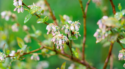 i piccoli fiori bianchi del mirtillo